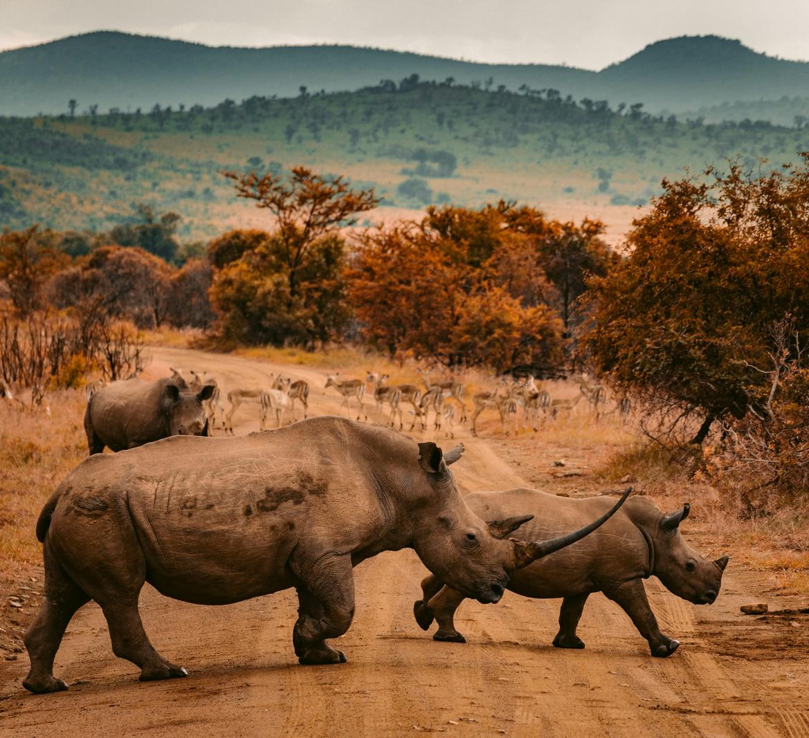 African wildlife and conservation landscape