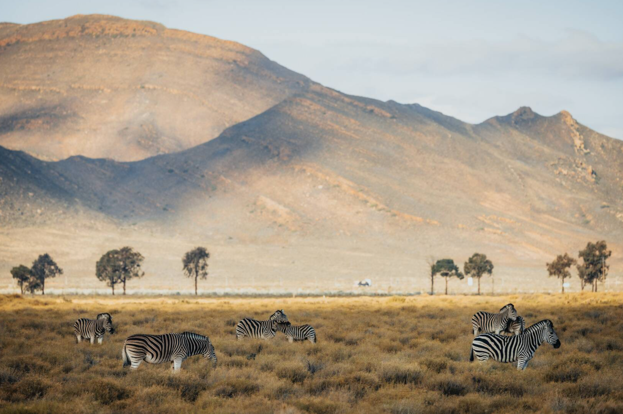 Safari vehicle in a South African wildlife reserve