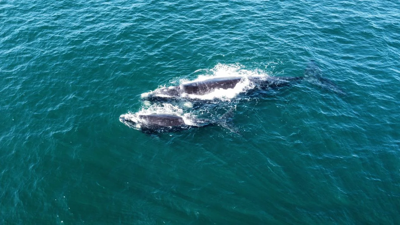 Whale-watching boat off the Hermanus coast